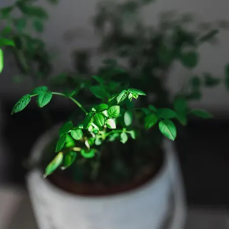 ベッド・アンド・ブレックファスト Mi Casa Es Tu Casa 104 4*